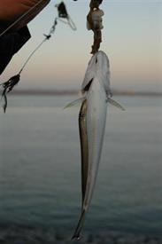 Zeeprik lift mee op wijting