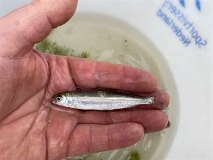 Zeer zeldzame vis gevangen in de Waal (video)