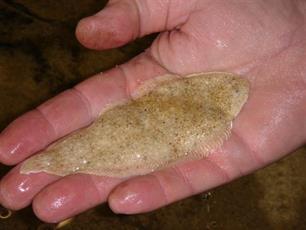 Zeeuwse tong en zagers