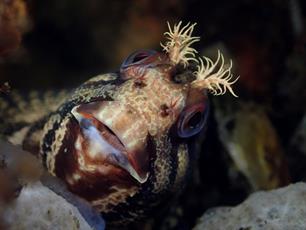 Zeeuwse vissen in beeld