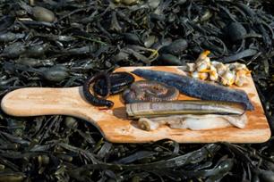 Zeevissen: aaspresentatie