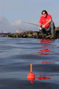 Zeevissen - dobbervissen op zeebaars