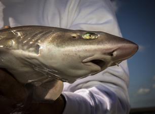 Zeevissen: haai handling