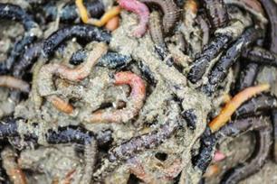 Zeevissen - tappen trekken