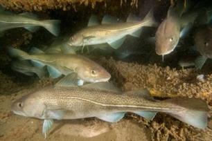 Zeevissen - wrakvistips