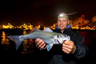Zeevissen: zeebaars in het donker