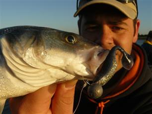 Zeevissen - Zeebaarzen met shads