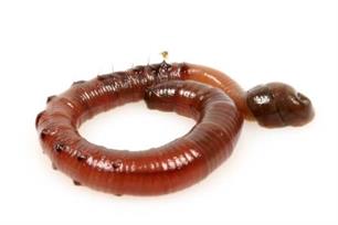 Zeevissen - zoute wormen