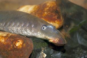 Zeldzame vis plant zich weer voort in de Waal