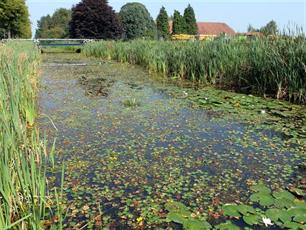 Zie ginds komt de maaiboot; federatie pakt plaagplanten aan