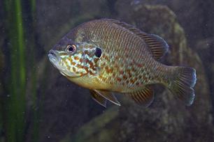 Zijlijnen van Visionair no. 63