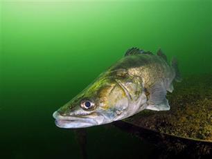 Zijlijnen Visionair 49