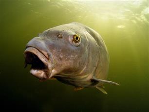 Zijlijnen Visionair no. 51