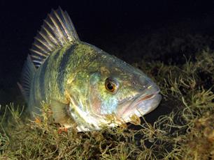 Zijlijnen Visionair no. 56