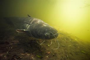 Zijlijnen Visionair no. 57