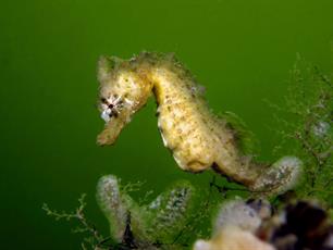 Zijlijnen Visionair no. 66