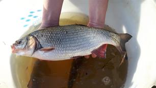 Zijlijnen VISionair no. 67