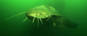 Zo zit dat - Meerval mania in de Maas (video)