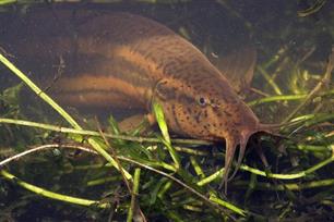 Zoeken naar DNA-sporen : Environmental DNA als nieuwe bemonsteringsmethode voor vissen