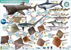 Zoekkaart Haaien en Roggen A3