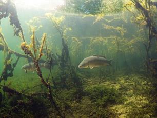 Zoet waar het moet, zout waar het kan