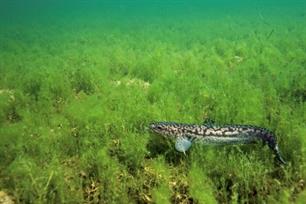 Zoetwaterkabeljauw in Nederland : Ondergang en opk