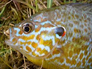 Zonnebaars - vangsten melden