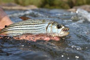Zuid-Afrikaanse vissen migreren ook
