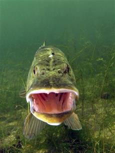 Zuid-Hollandse vissen op de kaart