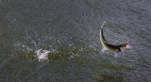 ZVNL - ultralight op fint