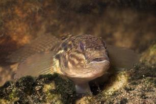 Zwartbekgrondel verdringt de inheemse riviergrondel