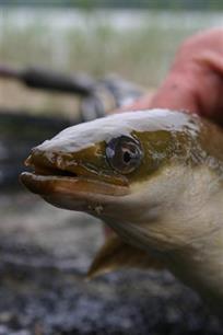 Zwemefficiëntie en reproductiesucces van de schieraal: Echt vet!